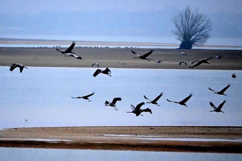 Grues cendrées survolant la rive du lac